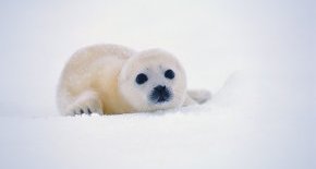 детёныш гренландского тюленя белёк фото