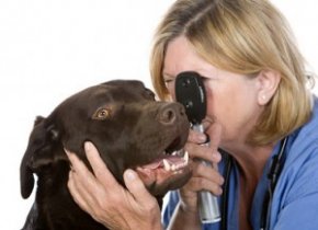Если не начать лечение конъюнктивита у собаки вовремя, то он перейдет в хроническую форму.