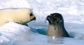 гренландские тюлени фото