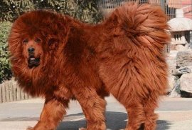 Самый дорогой пёс Самый дорогой пёс