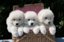 Щенки самоеда Щенки самоеда